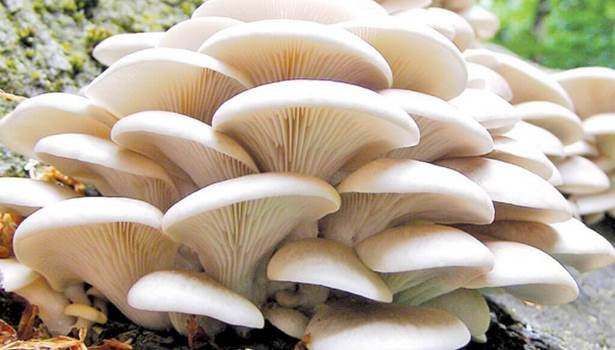 डोटीमा विषालु च्याउ खाँदा ११ जना बिरामी