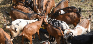 दशैंका लागि खसी र च्याङ्‍ग्रा किन्न ८ करोड ३३ लाख बजेट