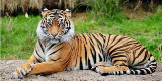 चितवन निकुञ्जमा बाघ राख्न ठाउँ अभाव, बर्दिया पठाइयो