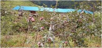 ढोरपाटन क्षेत्रमा स्याउ उत्पादनमा  कमी