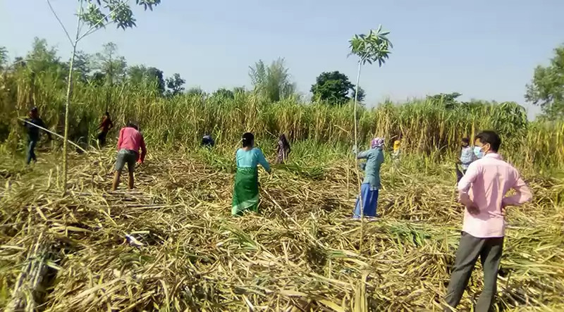 बर्दियामा चिनी मिल सञ्चालन हुने भएपछि किसान उखु खेतीतर्फ आकर्षित