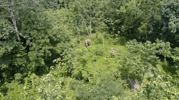 चार दशकपछि झापाको बाहुनडाँगीमा हात्तीपीडितलाई जीवन बीमा