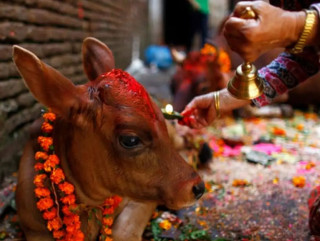 तिहारको तेस्रो दिन आज गाईको पूजा गरी मनाइँदै