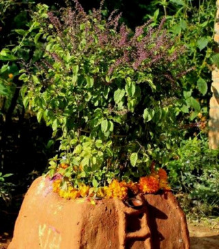 आज हरि बोधिनी एकादशी : तुलसी र दामोदरको विवाह गरिँदै