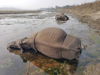 चितवनबाट गैँडाको खागसहित ८ जना पक्राउ