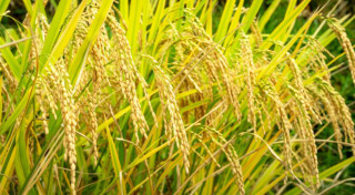 नवलपरासीमा धान उत्पादन बढ्यो