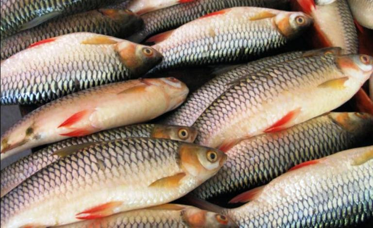 माछामा आत्मनिर्भर बन्दै दाङ, वार्षिक ६ सय ९ टन उत्पादन