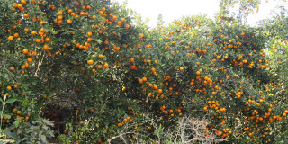 रोग किराको असर: लमजुङमा घट्यो सुन्तला उत्पादन