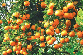 सुन्तलालाई राष्ट्रिय फल घोषणा