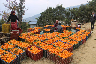 दुई महिनामै सुन्तलाले पायो तीन गुणा बढी मूल्य