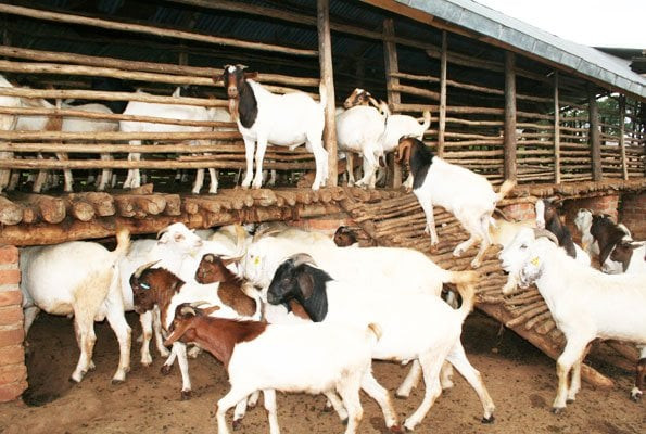 अनुदान पाएसँगै व्यावसायिक बाख्रापालनमा इच्छाकामना गाउँपालिका चेपाङ समुदाय