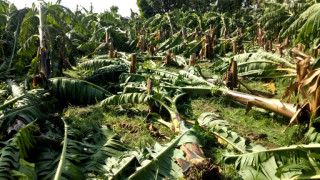 हावाहुरीले २ हजार ५ सय बिघा क्षेत्रफलको केरामा क्षति