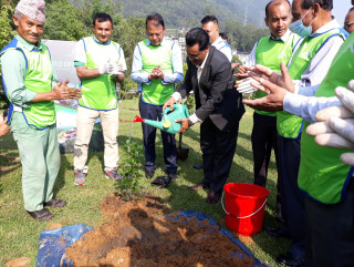 चन्द्रागिरिमा वनजाई, चुत्रो र टिम्बुरका बिरुवा लगाइयो