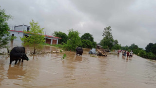 कैलालीमा ५ सय बढी घर डुबानमा, जनजीवन प्रभावित