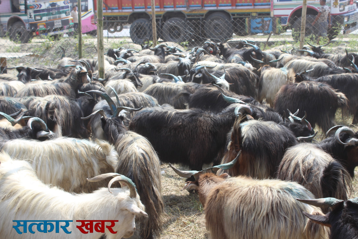 goat-changra-khasi (1).jpg