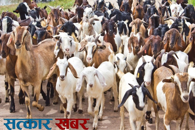 दसैँको चहलपहल, "काठमाडौँमा खसीबोका र च्याङ्ग्राको उच्च माग"