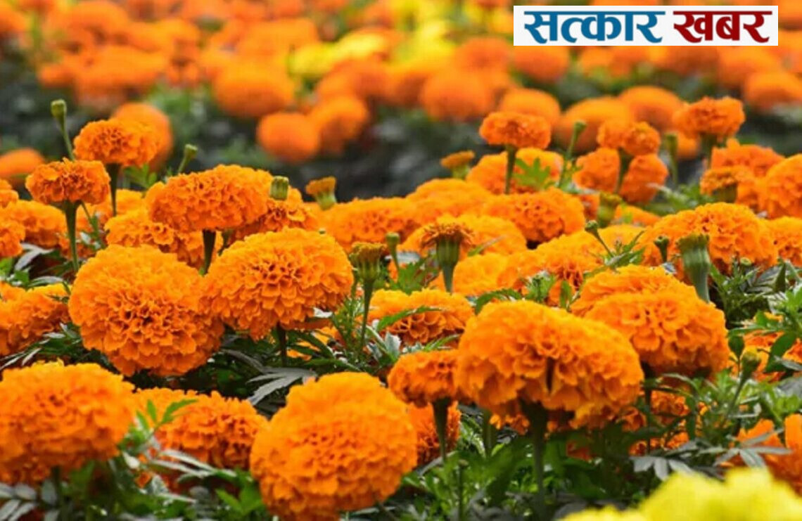 पुष्प व्यवसायमा आत्मनिर्भरता: तिहारमा ४५ लाख गोटा माला खपत