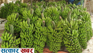 छठ पर्वको तयारी: भारतबाट जनकपुरमा ८५ ट्रक केरा आयात