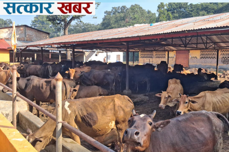 स्थानीय गाईको संरक्षणमा भरतपुरमा एक करोडको अक्षयकोष
