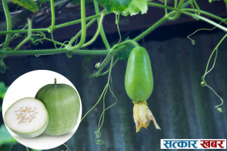 आज कुष्माण्ड नवमीमा कुभिण्डो दान र तुलसी विवाहको महत्त्व
