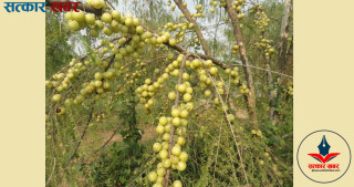 रुघा, खोकी र दमको उपचारका लागि अमला: यसरि प्रयोग गर्नुहोस्