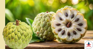 औषधीय गुणले भरिपूर्ण सलिफा: स्वास्थ्यका लागि वरदान