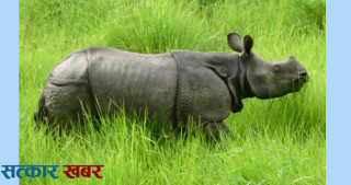 चितवनमा पाँच महिनामा १२ गैँडा र १ बाघको मृत्यु