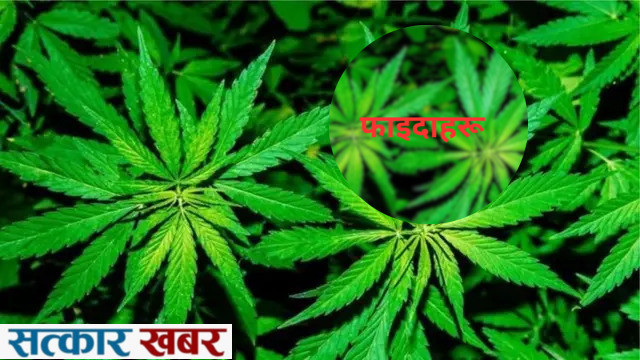 गाँजाका फाइदाहरू : औषधीय गुणले भरिएको प्राकृतिक जडीबुटी